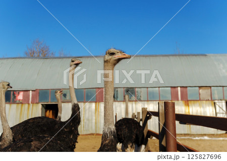 Ostriches observing their surroundings in a farm setting with houses in the background on a clear day Ostriches observing their surroundings in a farm setting with houses in the background on a clear day 125827696
