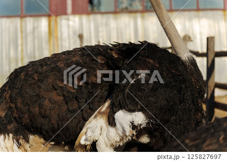 Ostriches observing their surroundings in a farm setting with houses in the background on a clear day 125827697