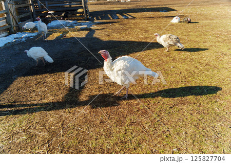 Turkeys foraging in an open field near a rustic barn on a sunny day in rural countryside 125827704