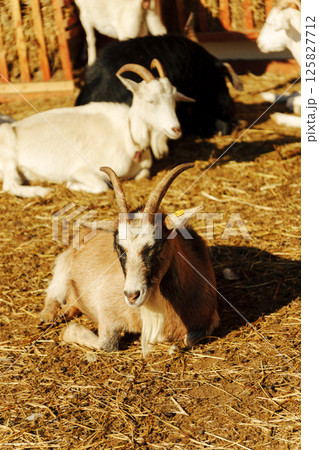 Goats relaxing in a sunlit barn on a warm afternoon at a rural farm 125827712