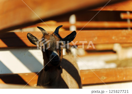 Goat stands in rustic barn light, highlighting its features and surroundings during golden hour Goat stands in rustic barn light, highlighting its features and surroundings during golden hour 125827721