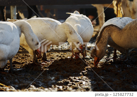 Geese foraging in a sunlit farmyard during early morning hours fosters a serene rural atmosphere Geese foraging in a sunlit farmyard during early morning hours fosters a serene rural atmosphere 125827732