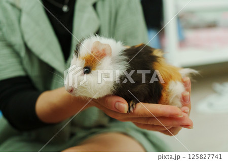 Gently holds a guinea pig, highlighting its charming coat of orange, black, and white. 125827741