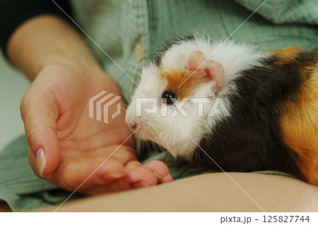Friendly guinea pig being lovingly cradled in a person hands, showcasing its unique fur Friendly guinea pig being lovingly cradled in a person hands, showcasing its unique fur 125827744