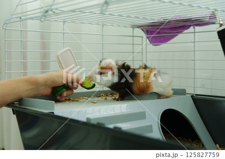 Guinea pig peeks out of its cozy habitat while enjoying a refreshing slice of cucumber in the early 125827759