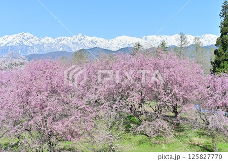 小川村の桜と北アルプス後立山連峰 小川村の桜と北アルプス後立山連峰 125827770