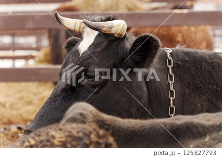 Cattle grazing in a farmyard at midday with green pastures in the background and other cows nearby Cattle grazing in a farmyard at midday with green pastures in the background and other cows nearby 125827793