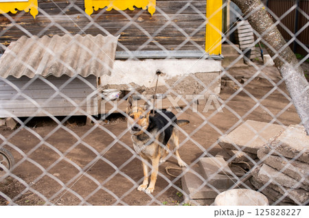Alert german shepherd dog behind chain-link fence in rural yard Alert german shepherd dog behind chain-link fence in rural yard 125828227