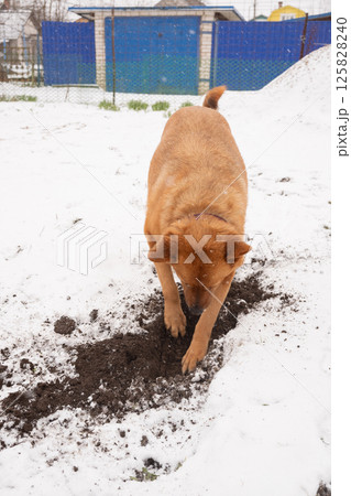 Brown dog digging in snowy backyard during winter day Brown dog digging in snowy backyard during winter day 125828240
