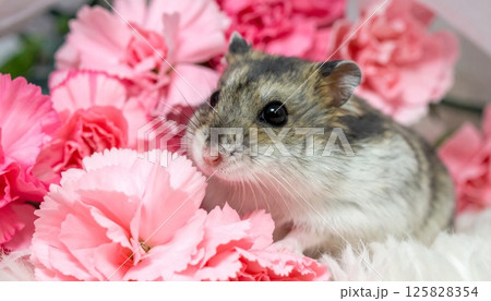 カーネーションとかわいいハムスター 125828354