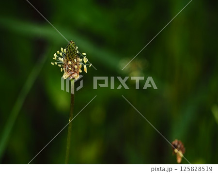 帰化植物 ヘラオオバコの花 帰化植物 ヘラオオバコの花 125828519