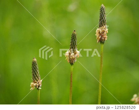 帰化植物 ヘラオオバコの花 帰化植物 ヘラオオバコの花 125828520