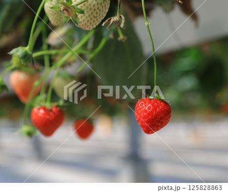 赤く熟した甘い苺 125828863