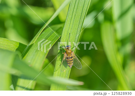 キアシキンシギアブ 125828930