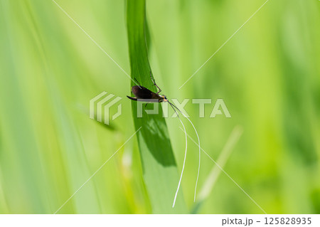 クロハネシロヒゲナガ 125828935