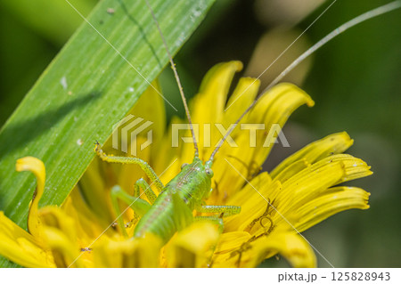 ヤブキリ幼虫 125828943