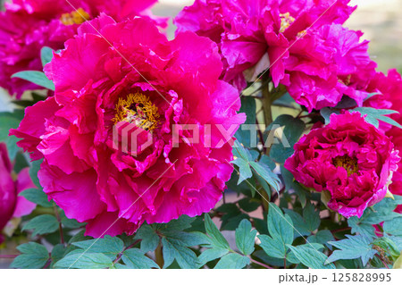 牡丹の花　紅輝獅子 125828995