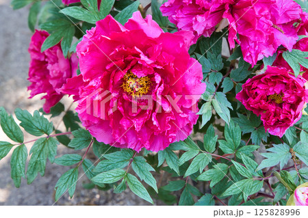牡丹の花 紅輝獅子 牡丹の花 紅輝獅子 125828996