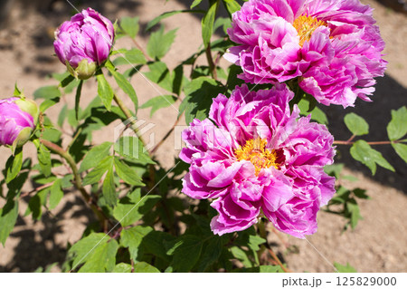 牡丹の花 鎌田錦 牡丹の花 鎌田錦 125829000
