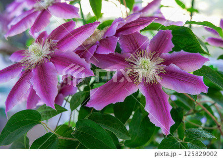満開のクレマチス　ドクターラッペル 125829002