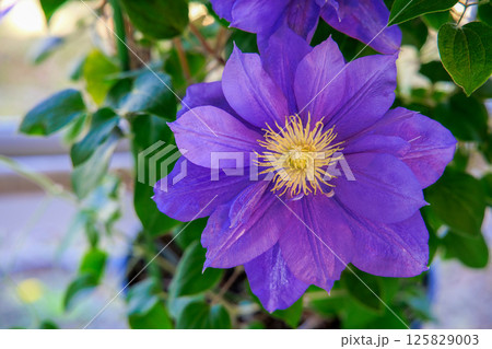 満開のクレマチス　ビューティー・オブ・ウーセスター 125829003