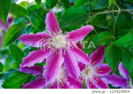 満開のクレマチス　ドクターラッペル 125829004