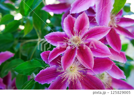 満開のクレマチス　ドクターラッペル 125829005