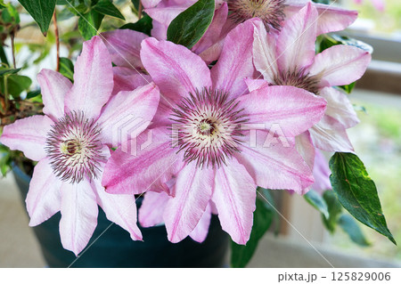 満開のクレマチス ジョンウォーレン 満開のクレマチス ジョンウォーレン 125829006