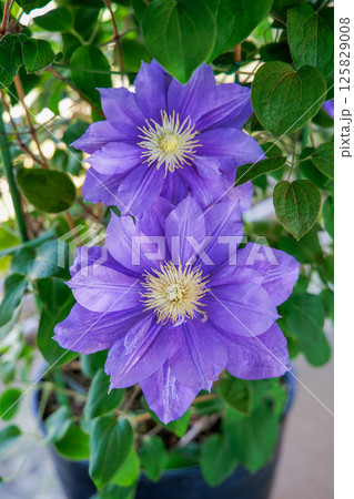 満開のクレマチス　ビューティー・オブ・ウーセスター 125829008