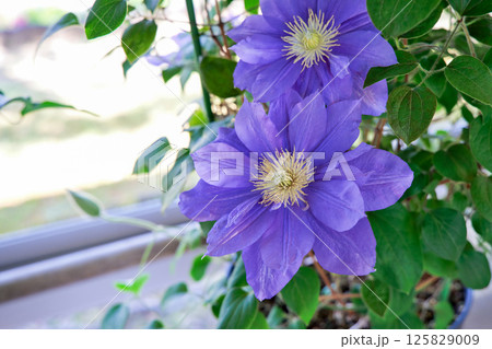 満開のクレマチス ビューティー・オブ・ウーセスター 満開のクレマチス ビューティー・オブ・ウーセスター 125829009