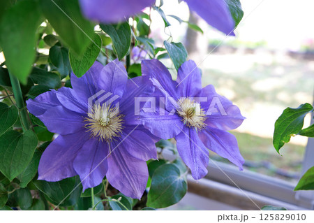 満開のクレマチス　ビューティー・オブ・ウーセスター 125829010