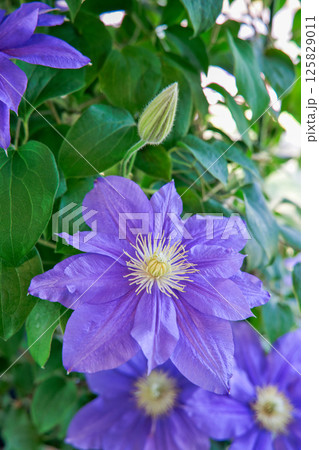 満開のクレマチス ビューティー・オブ・ウーセスター 満開のクレマチス ビューティー・オブ・ウーセスター 125829011