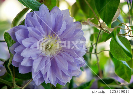 満開のクレマチス　ベル・オブ・ウォーキング 125829015