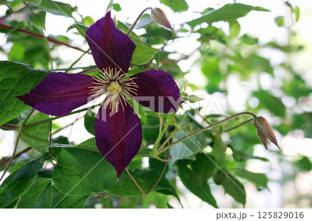 満開のクレマチス ミケリテ 満開のクレマチス ミケリテ 125829016