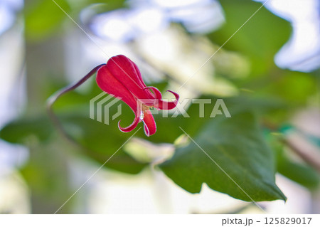 クレマチス テキセンセス・スカーレット クレマチス テキセンセス・スカーレット 125829017