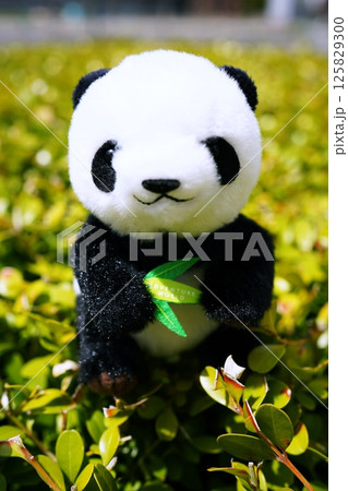 パンダのぬいぐるみ パンダのぬいぐるみ 125829300
