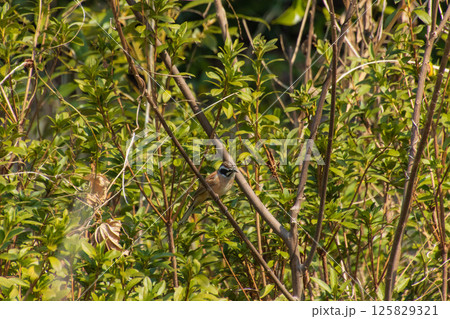 枝にとまるホオジロ 125829321