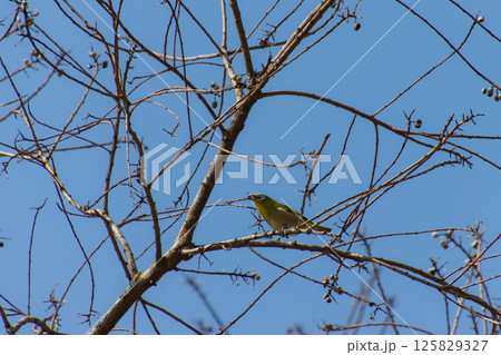木の実を食べる小鳥 木の実を食べる小鳥 125829327