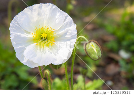 アイスランドポピー シャンパンバブルズ アイスランドポピー シャンパンバブルズ 125829512