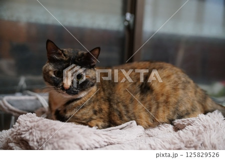 ねこ ねこ 125829526