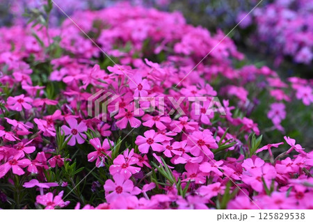 芝桜 芝桜 125829538