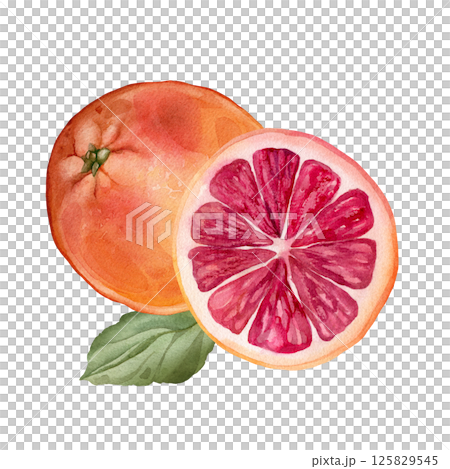 Composition with slice and whole Grapefruit with green leaf. Hand drawn watercolor illustration of orange tropical citrus fruit on white isolated background. Half grapefruit 125829545