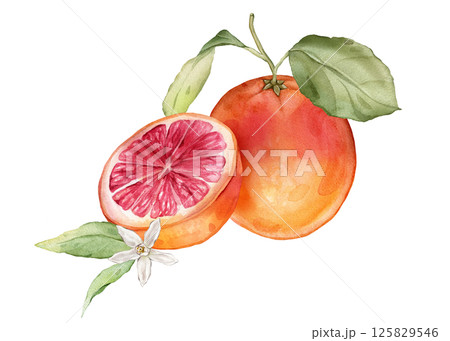 Composition with slice and whole Grapefruit and white flower . Hand drawn watercolor illustration of orange tropical citrus fruit and leaves on isolated background. Half grapefruit with green leaves 125829546