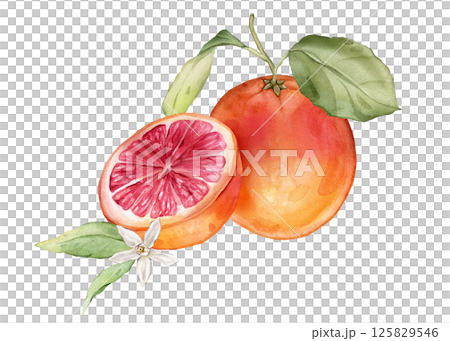 Composition with slice and whole Grapefruit and white flower . Hand drawn watercolor illustration of orange tropical citrus fruit and leaves on isolated background. Half grapefruit with green leaves 125829546