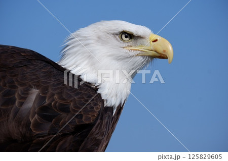 ハクトウワシの横顔 125829605