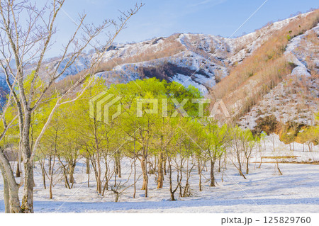 雪国の春、残雪と新緑 125829760