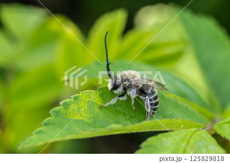 シロスジヒゲナガハナバチ シロスジヒゲナガハナバチ 125829818