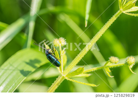 クワハムシ クワハムシ 125829819