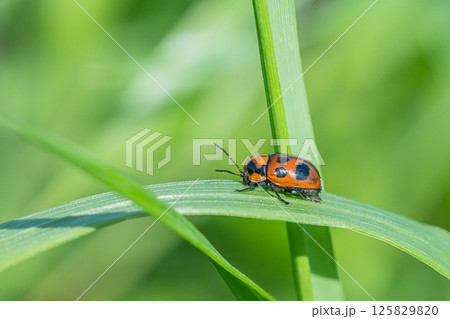 クロボシツツハムシ クロボシツツハムシ 125829820