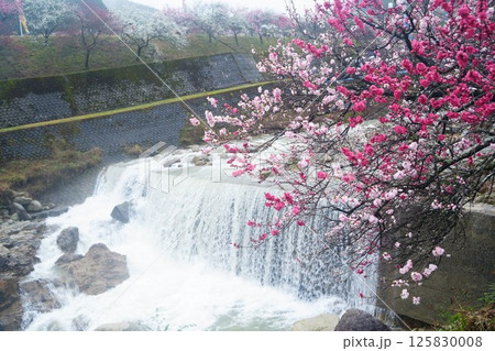 花桃の里 滝と桃花 花桃の里 滝と桃花 125830008